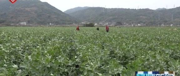 暖心服務！農險理賠到田間，助力抗疫保春耕