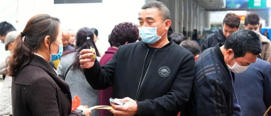 福鼎白茶春茶上線！茶農采摘忙，交易市場熱