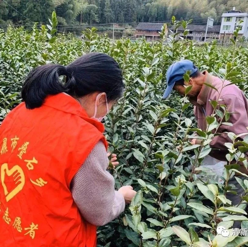 疊石鄉“云簽約”了個農業項目，了解一下