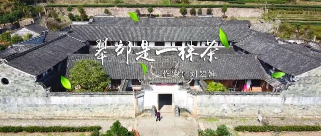 【視野】翠郊，是一株茶