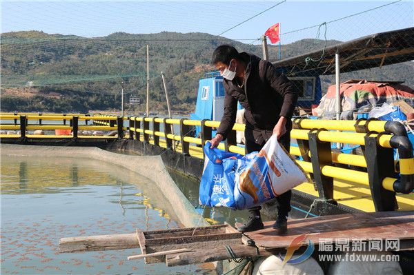 養殖戶喂魚忙