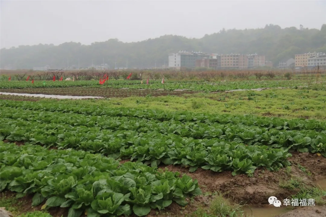 這個鎮全年蔬菜產量80%供應福鼎市場