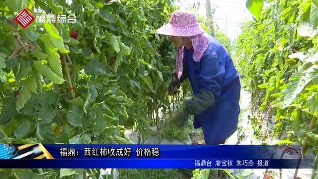 福鼎：西紅柿收成好 價格穩