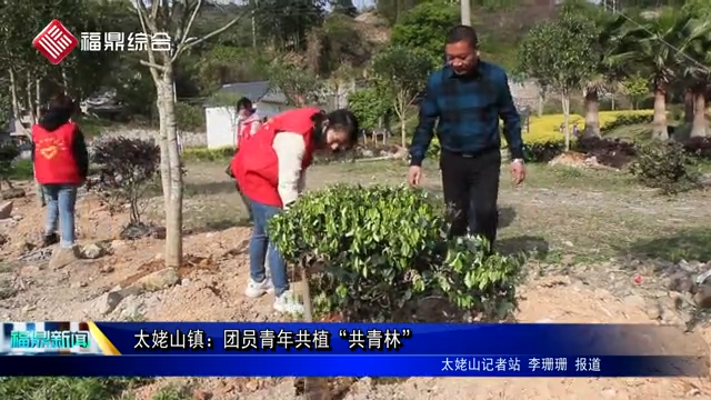 太姥山鎮：團員青年共植“共青林”