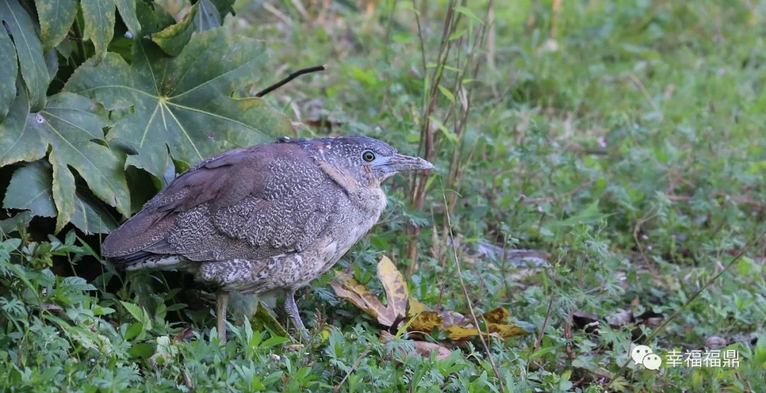 罕見！珍稀鳥類黑冠鳽首次做客福鼎