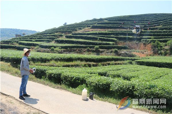 茶樹病蟲害綠色防控社會化服務打造茶鄉“金葉子”