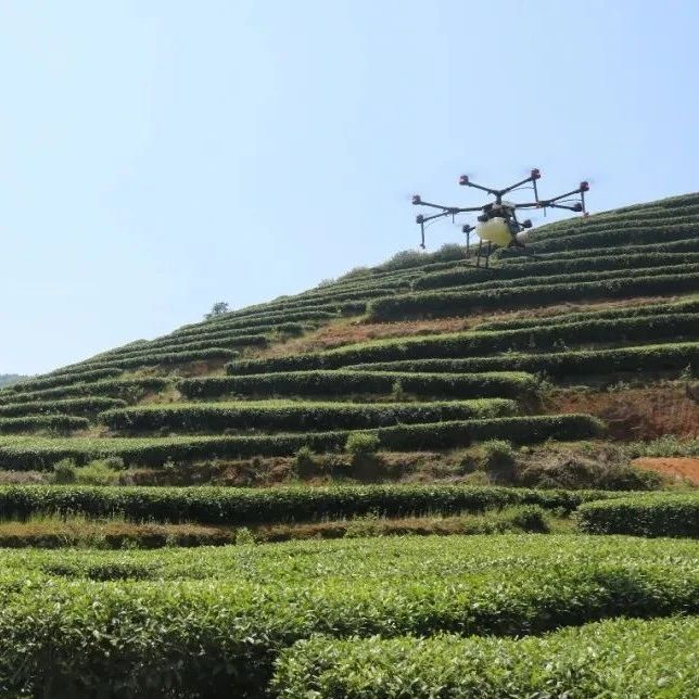 瞧！無人機在茶園中“大顯身手”