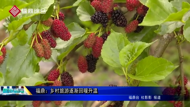 福鼎：鄉村旅游逐漸回暖升溫