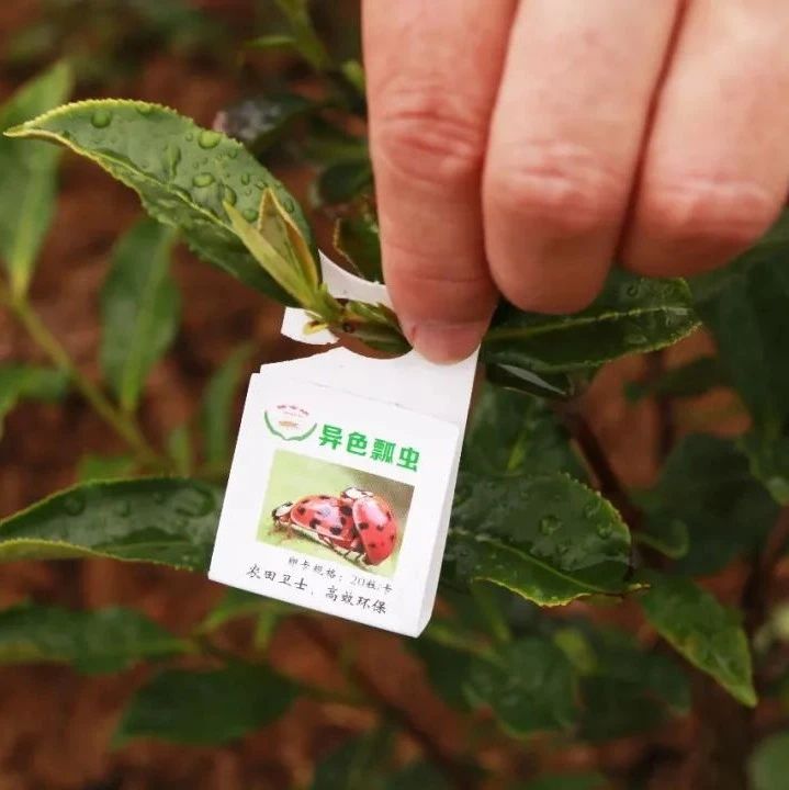“以蟲治蟲”好神奇！
