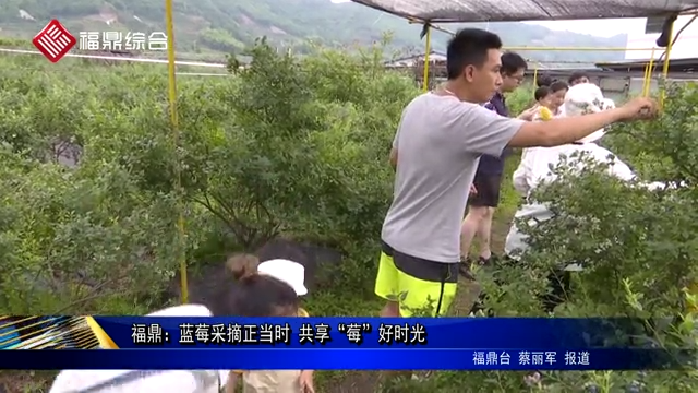 福鼎：藍莓采摘正當時 共享“莓”好時光