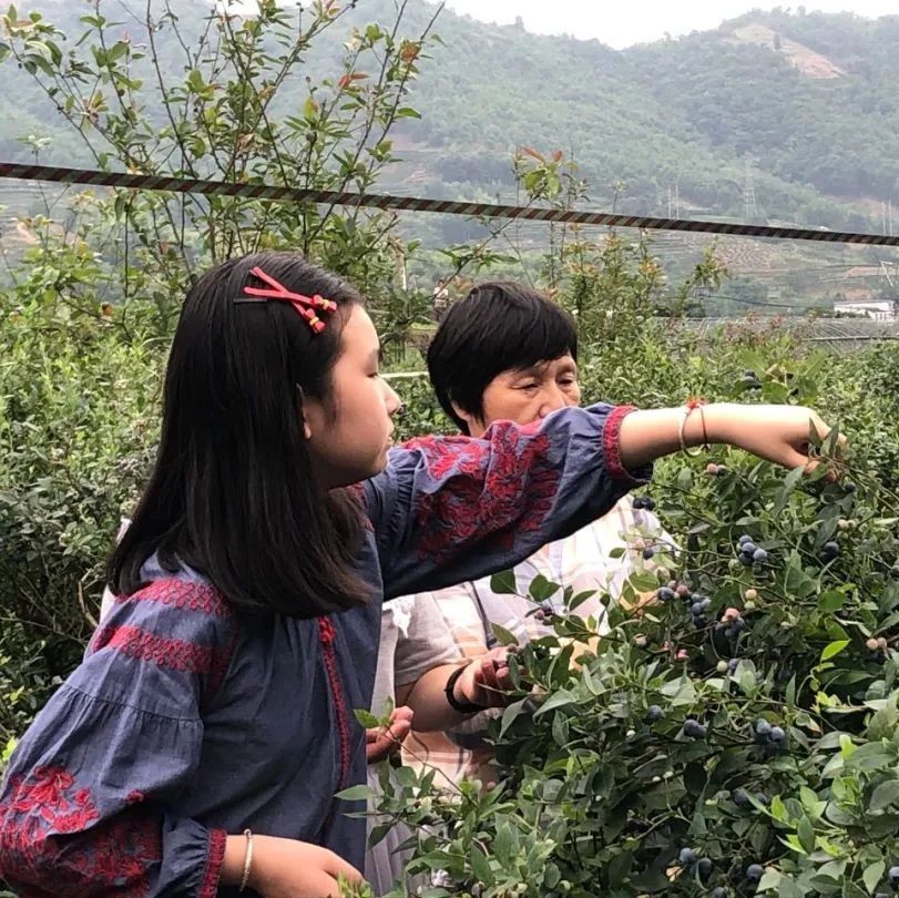 美味“藍”不??！太姥山鎮的藍莓采摘游，可約～