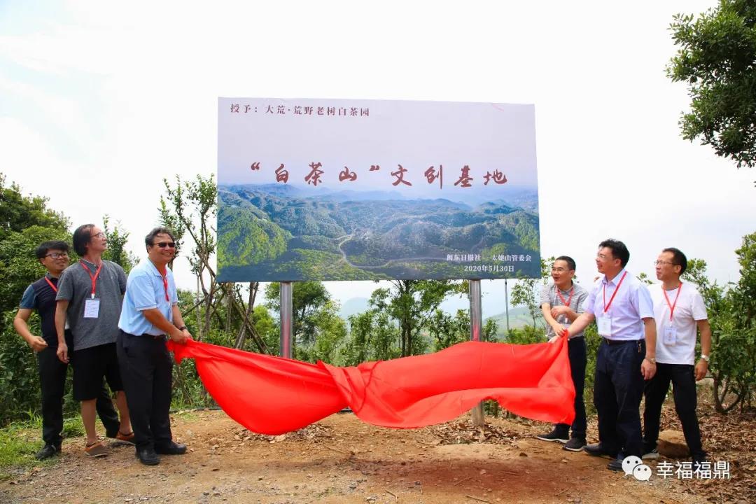 訪名山、品名茶……這波作家來太姥山探尋“茶旅文化”別樣魅力！