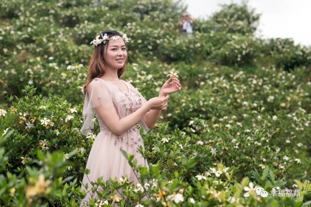 今天是福鼎市花的節日，我們在貫嶺花海，花仙子也來了！