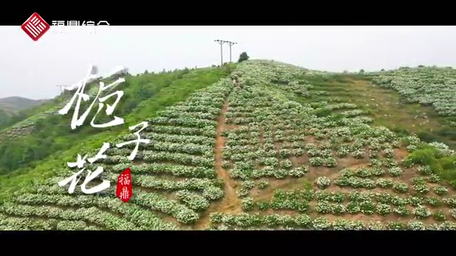《小小梔子花 撬動大產業》