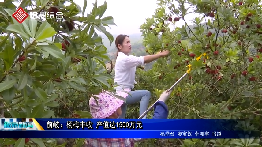 前岐：楊梅豐收 產值達1500萬元