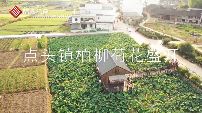 點頭鎮柏柳荷花盛開