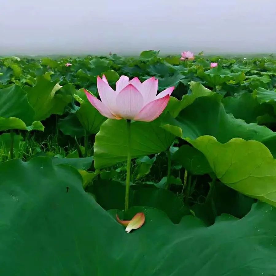“荷”你在一起！疊石竹陽花開正當時，周末打卡安排上