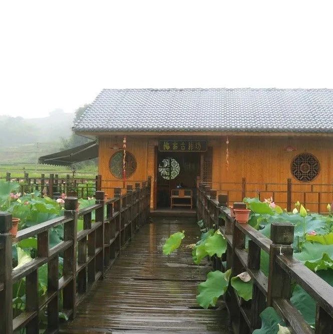 茶旅融合，奏響福鼎鄉村游新樂章