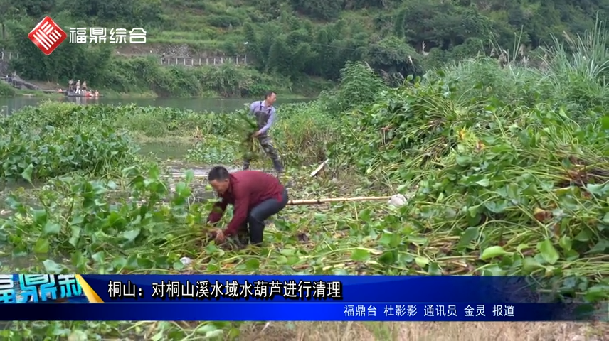 桐山：對桐山溪水域水葫蘆進行清理