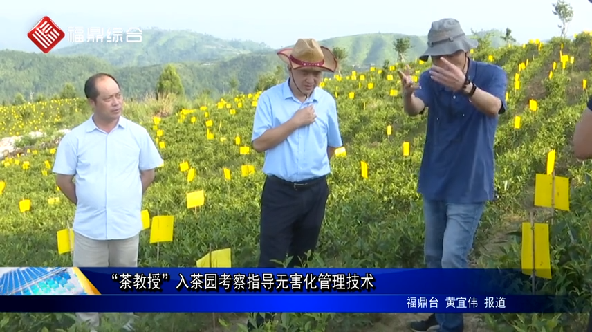 “茶教授”入茶園考察指導無害化管理技術