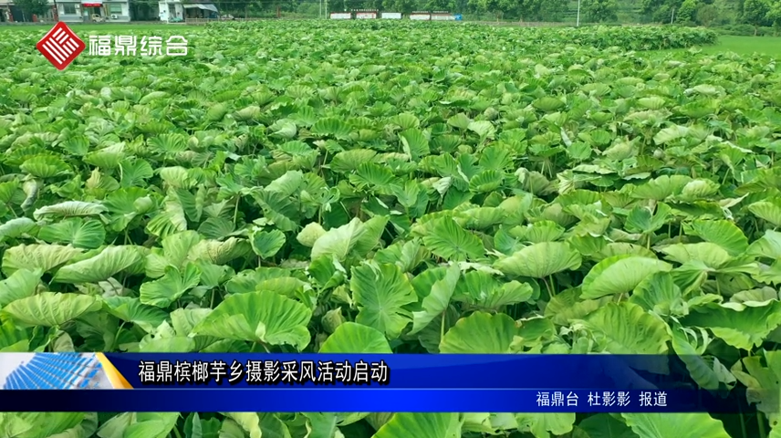 福鼎檳榔芋鄉攝影采風活動啟動