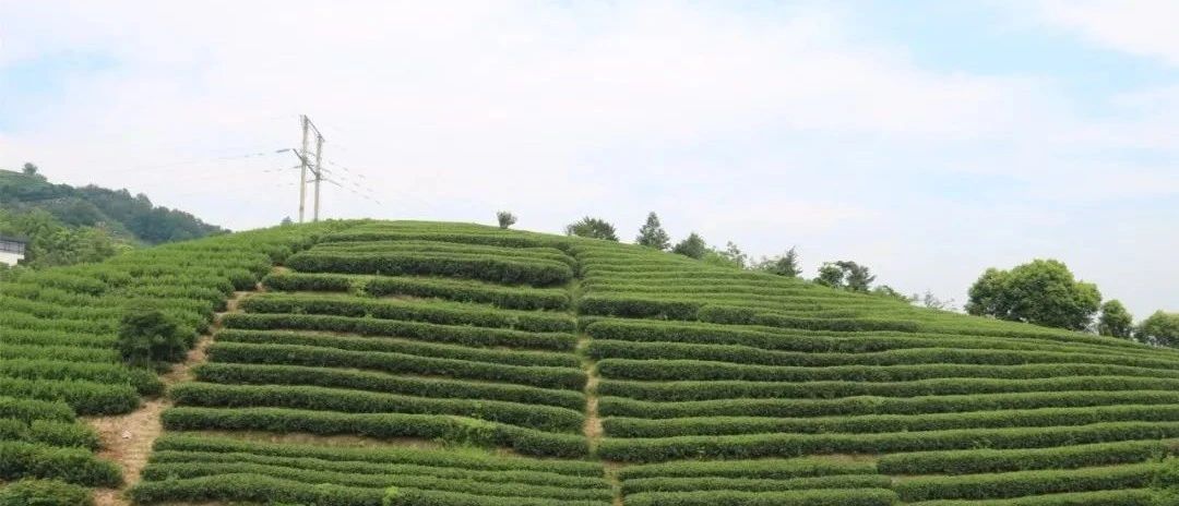 茶林共生，這樣的茶園真不錯！