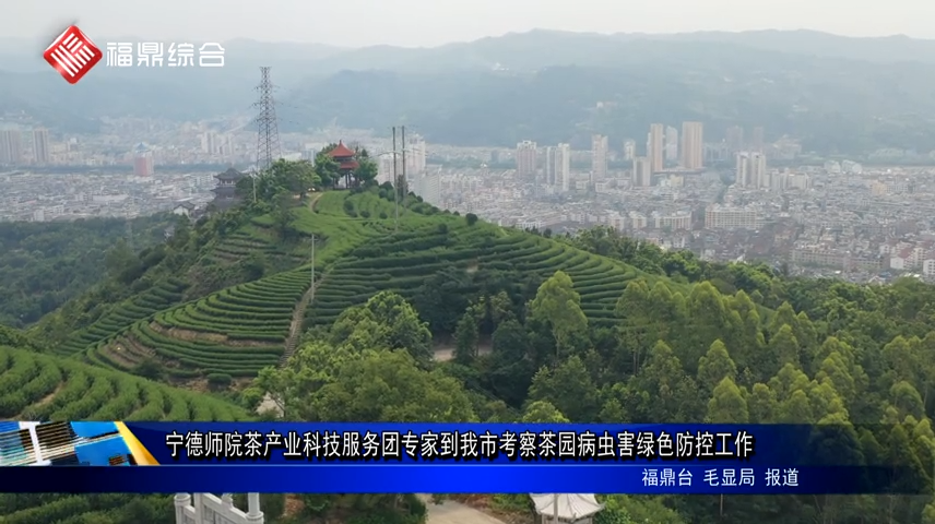 寧德師院茶產業科技服務團專家到我市考察茶園病蟲害綠色防控工作
