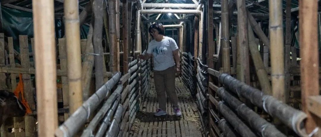 從貧困戶到致富能手，這對夫妻拿啥奔向小康路？
