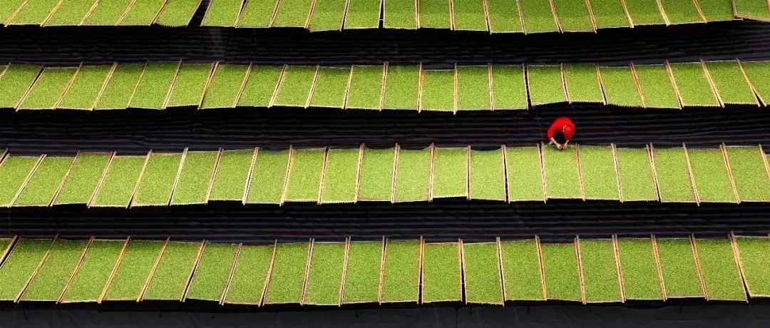 重磅！福鼎白茶入選中歐地理標志協定保護名錄