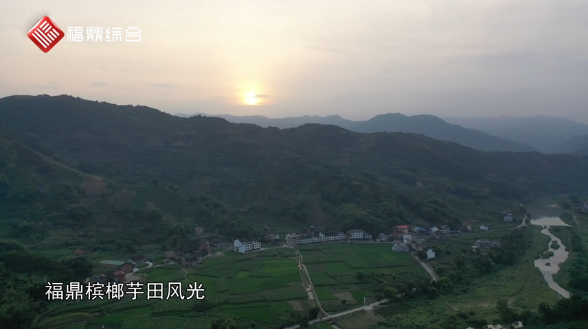 福鼎芋田風光