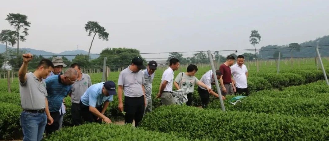 生態茶園如何建設？這次考察讓福鼎白茶“胸有成竹”