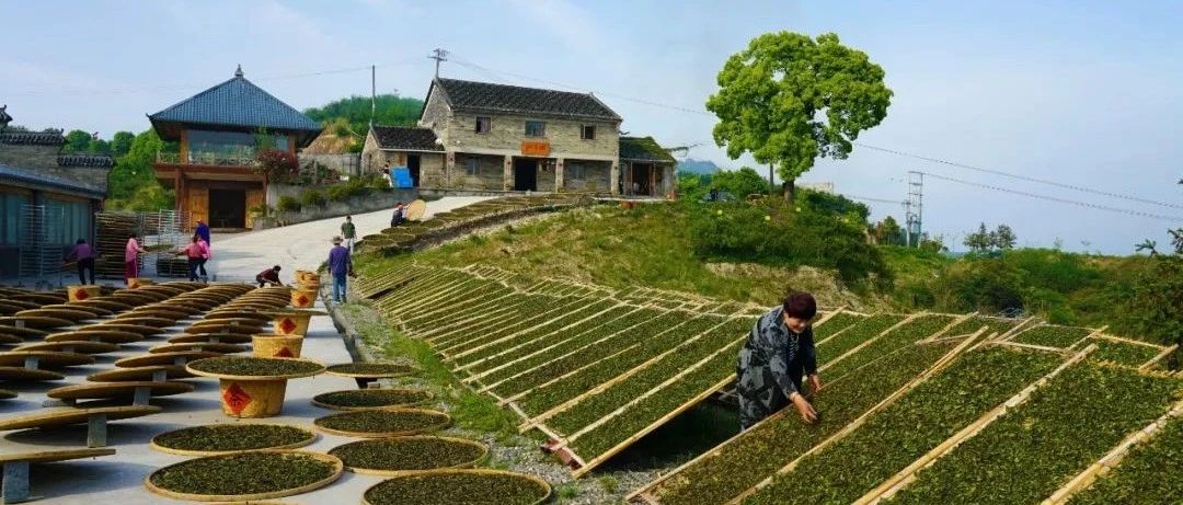 點頭如何打造茶葉“金名片”？看→