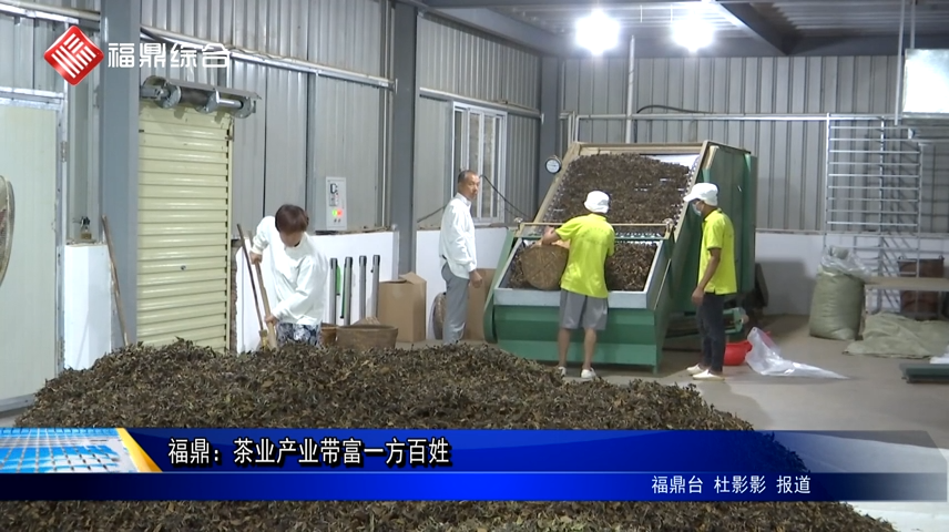 福鼎：茶業產業帶富一方百姓