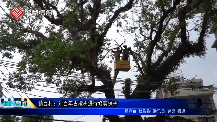鎮西村：對百年古樟樹進行修剪保護