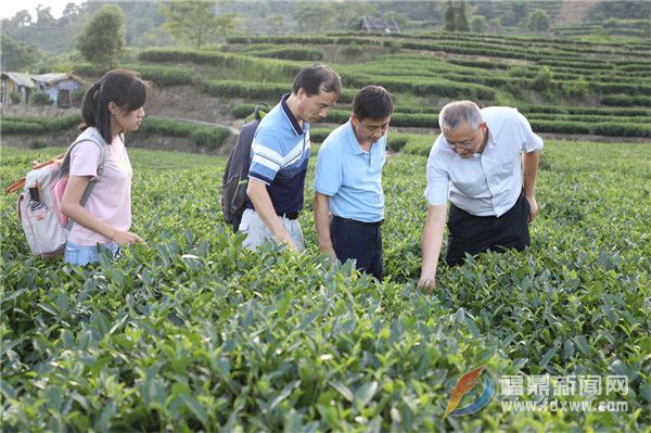 點頭鎮舉辦茶葉質量安全工作推進會暨茶葉質量安全培訓會
