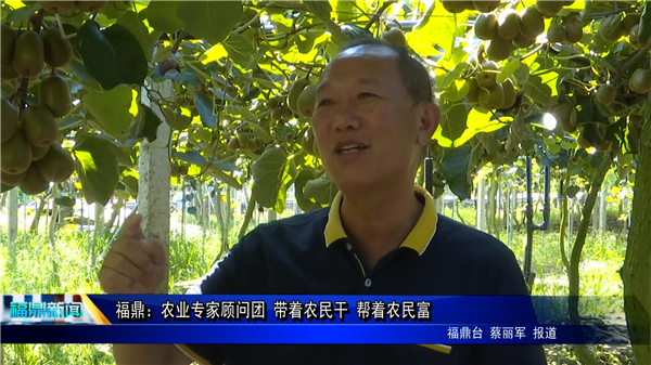 福鼎：農業專家顧問團 帶著農民干 幫著農民富