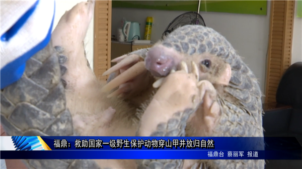 福鼎：救助國家一級野生保護動物穿山甲并放歸自然