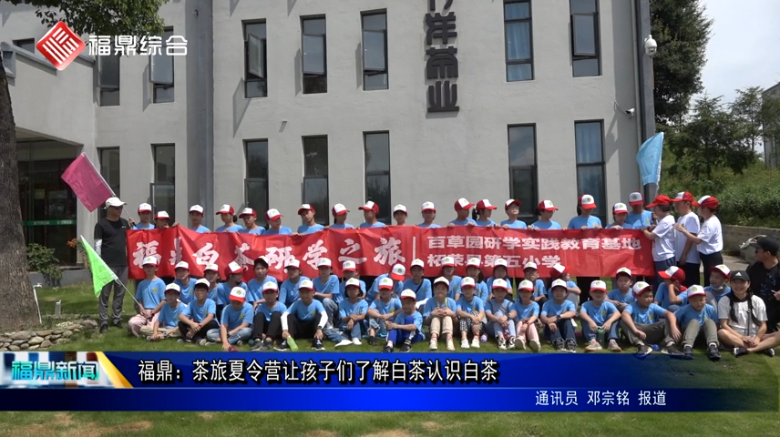 福鼎：茶旅夏令營讓孩子們了解白茶認識白茶