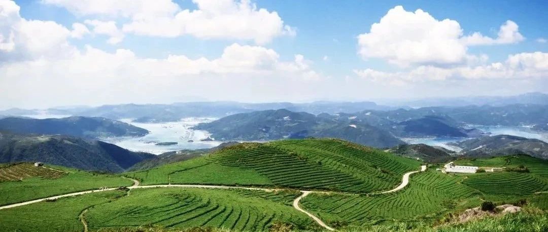 佳陽探索“企業+農戶+茶園”利益聯結機制，助力鄉村振興