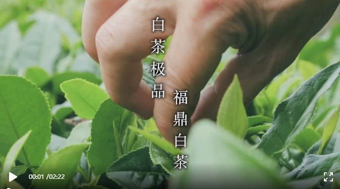 假期余額不足，來杯福鼎白茶享受慢生活吧