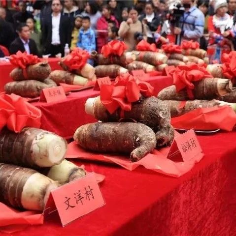 福鼎檳榔芋盛宴即將上線！招商+訂餐熱線，詳情請戳→