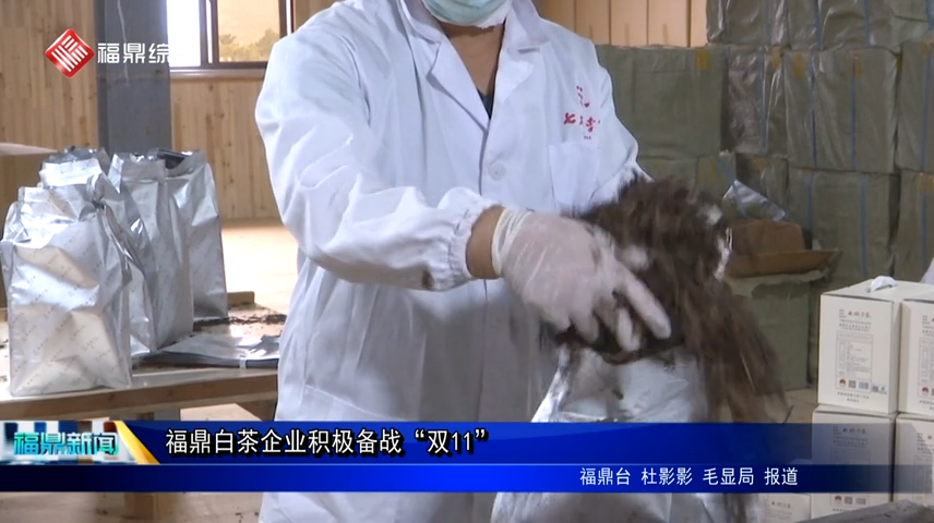 福鼎白茶企業積極備戰“雙11”