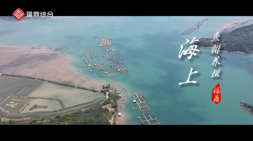 【短視頻】-- 福鼎海上漁排養殖