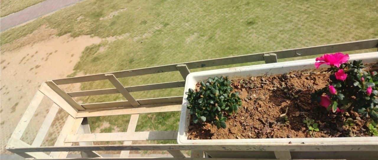 景觀花卉頻頻被偷，是誰的素質“掉了一地”