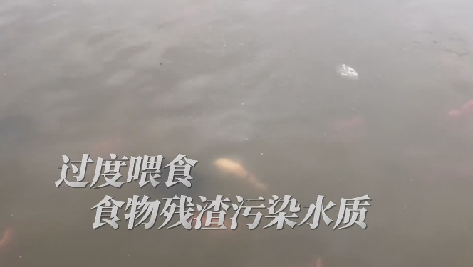 保護水質，請適當喂食！