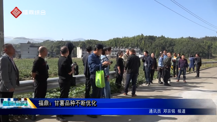 福鼎：甘薯品種不斷優化