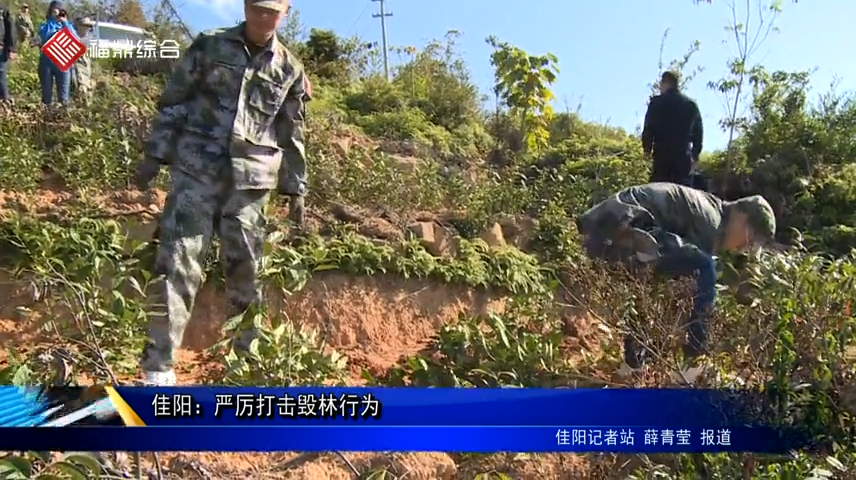 佳陽：嚴厲打擊毀林行為