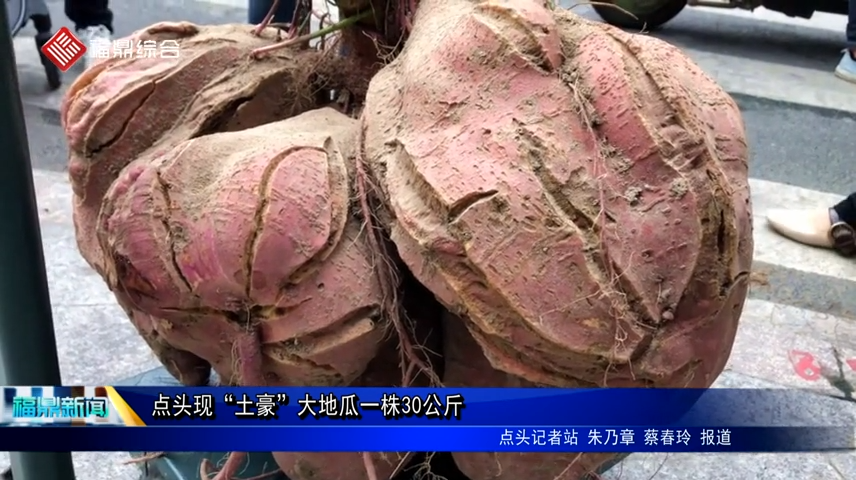 點頭現“土豪”大地瓜一株30公斤