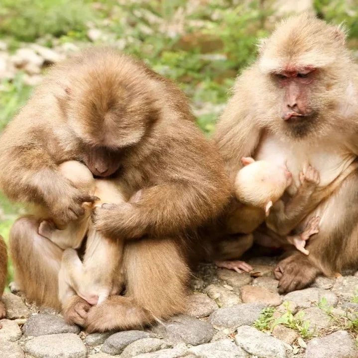 福建出現罕見野生動物群，竟然驚動了央視！