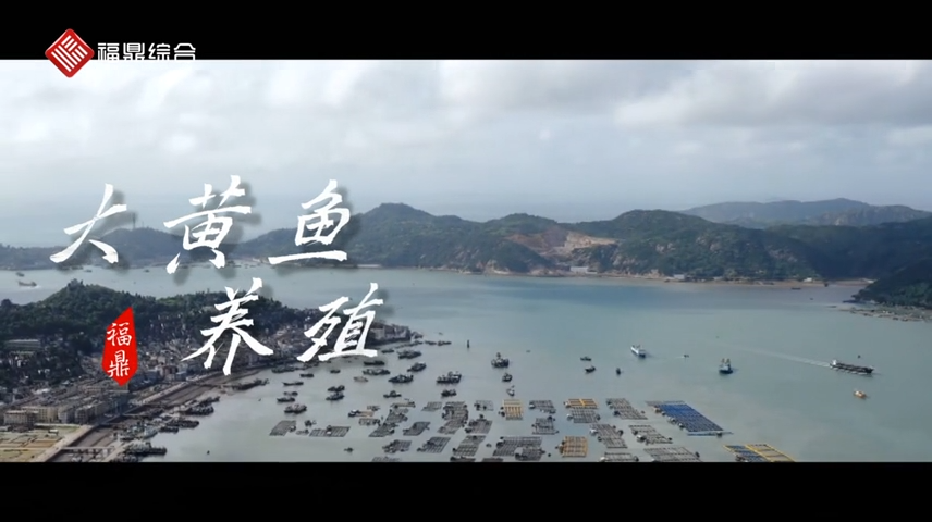 【短視頻】--福鼎大黃魚養殖